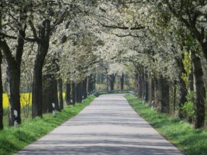 Kirschenallee Kieve - Altbestand