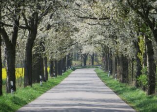 Kirschenallee Kieve - Altbestand