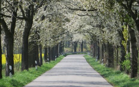 Kirschenallee Kieve - Altbestand